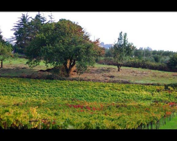 Vigneti al B&B di Genzano di Roma