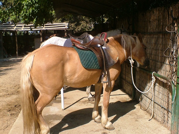 Villaggio ideale per Passeggiate a Cavallo 