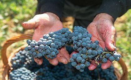 Immagine della vendemmia