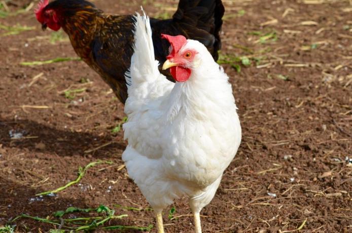 Allevamento di galline B&B a Genzano di Roma