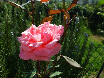 Fiore ed erbe aromatiche Agriturismo Nuvolino