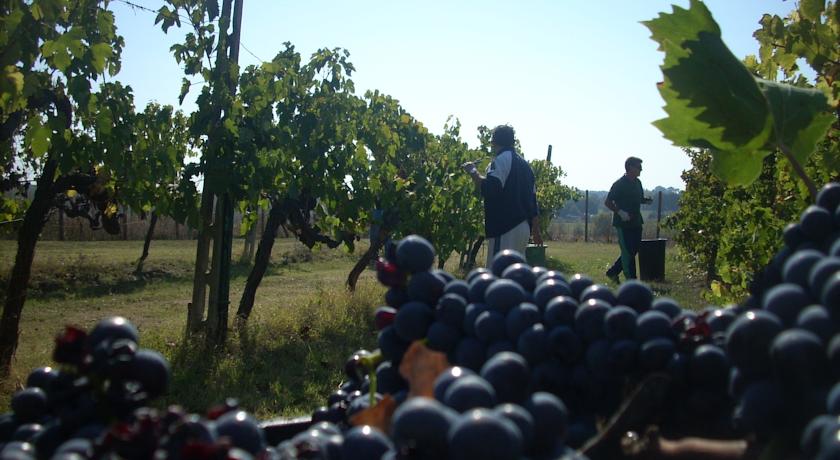 La vendemmia presso il Casale