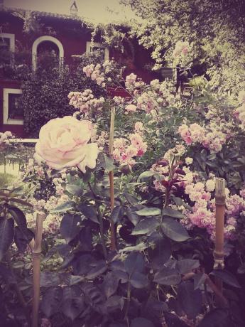 roseto