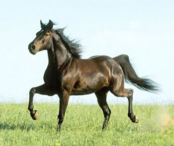 Scuderia cavalli a Montefalco, Umbria