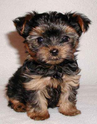 Negozio Con Vendita Cuccioli A Perugia Volpini Di Pomerania Shih