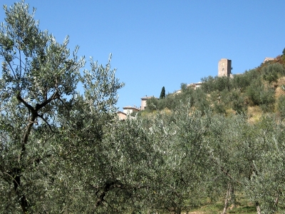 Veduta ulivi in campagna 