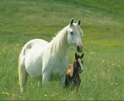 Maneggio a Montefalco, Umbria