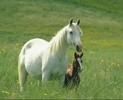 Maneggio a Montefalco, Umbria 