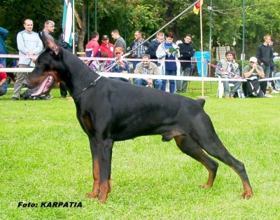 Allevamento E Cuccioli Dobermann In Umbria Cani Maschi E Femmine Di