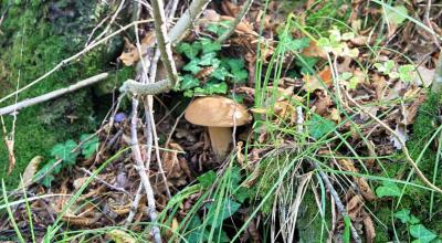 Raccolta funghi vicino al B&B