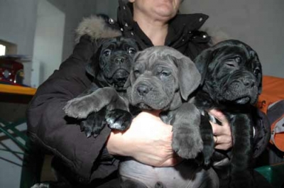 Femmina Di Cane Corso Allevamento Porta Dipinta Allevamento