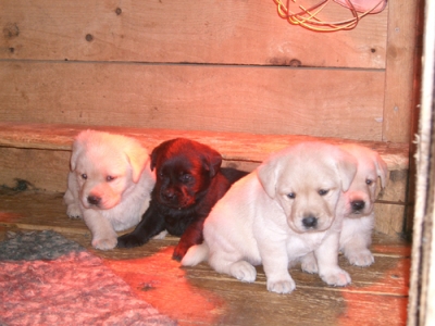 Allevamento Vicino Roma Di Beagle Pinscher Nani E Labrador