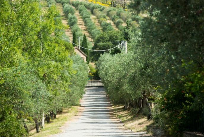 Agriturismo in Umbria immerso nel verde 