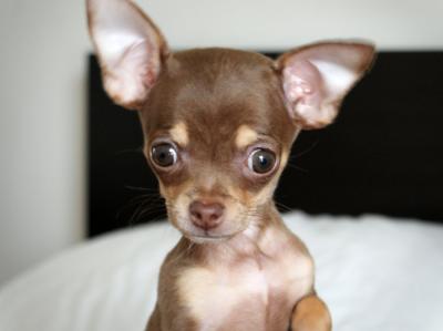 vendita a prezzi modici di chihuahua