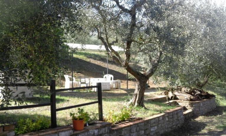 Ulivi giardino casale a Collelungo, vicino Todi