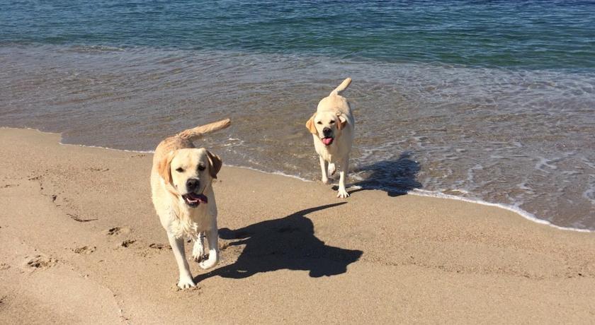 Hotel con Spiaggia Privata Animali Ammessi Castelsardo