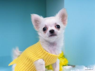 Chihuahua a pelo lungo bianco perugia