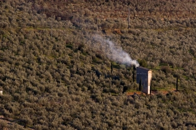 La collina degli olivi 