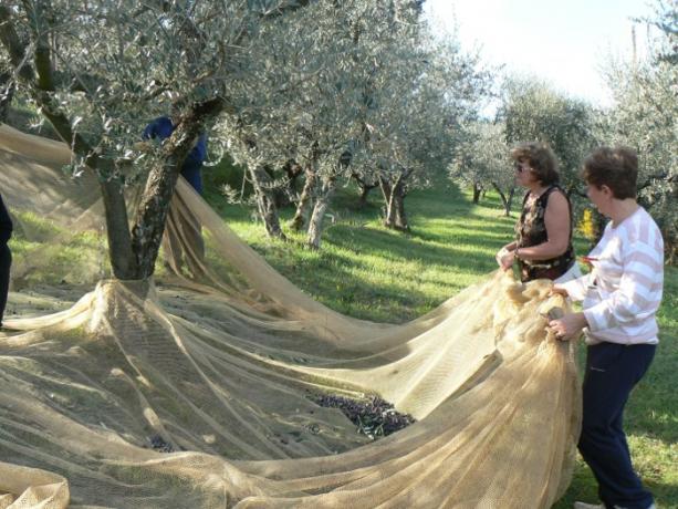 Agriturismo con Raccolta delle Olive Umbria-Perugia