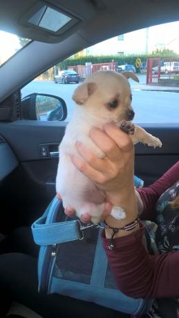 Chiuhuahua femmina bianca in umbria