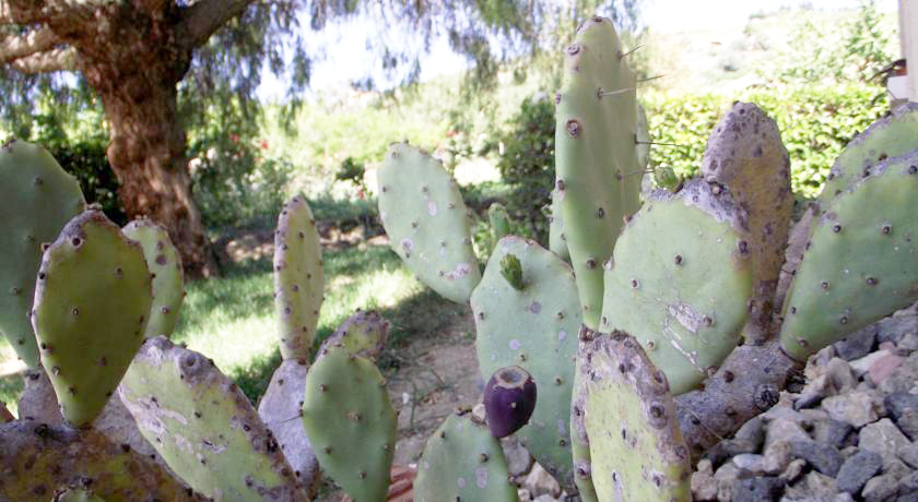 Fichi d'India Agriturismo Rustico Caltagirone