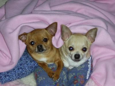 chihuahua a pelo corto di vari colori
