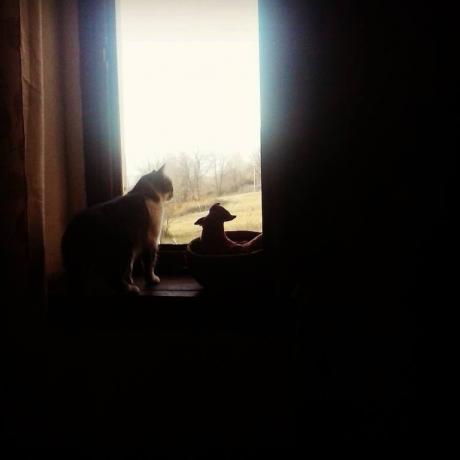 il nostro gatto Amelie