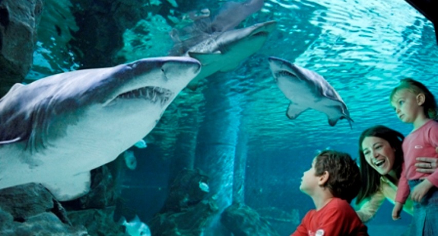 Hotel per visitare l´Acquario di Cattolica