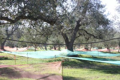 Azienda Agricola biologica con alberi da frutto