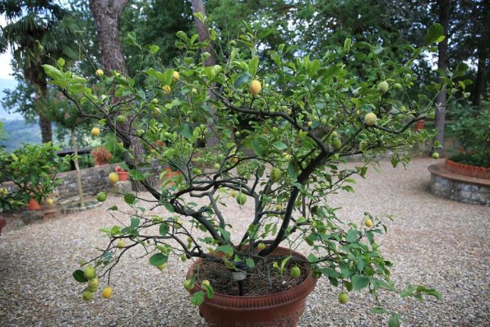 Le nostre piante all'interno del giardino