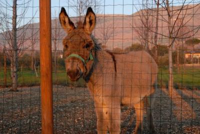 Agriturismo ideale per famiglie con bambini