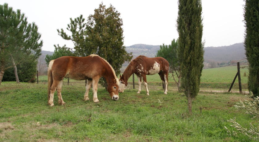 fattoria degli animali