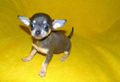 cuccioli in vendita a perugia con garanzie