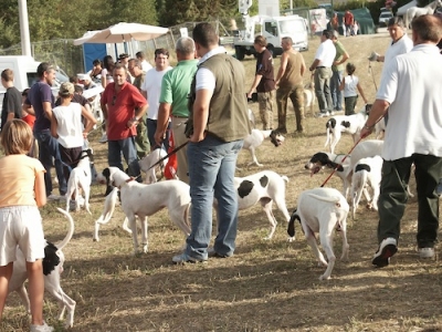 Agility dog show