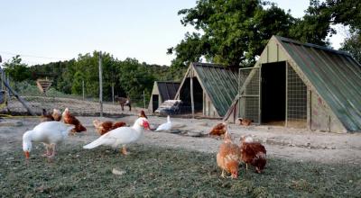 Fattoria con animali da cortile in Agriturismo Residence 