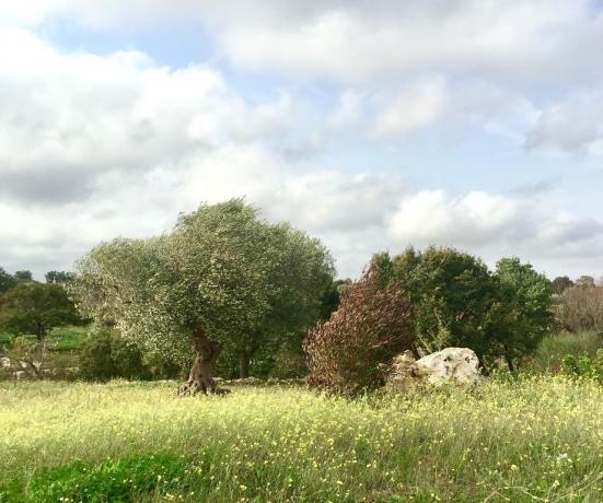 B&B a Bari con spazio verde per animali
