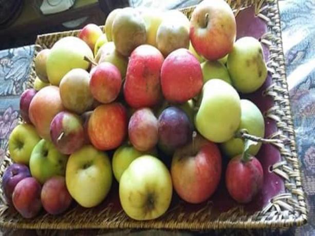 Cesto mele B&B Todi vicino Massa Martana