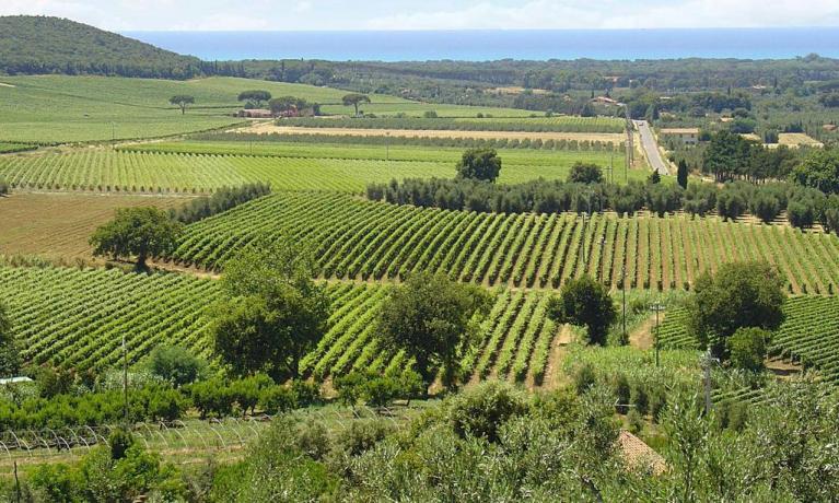 Colline, ulivi che circondano il residence, Toscana