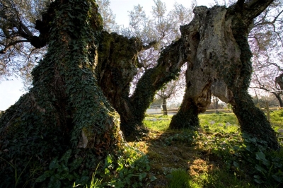 Olivi secolari nelle campagne umbre 