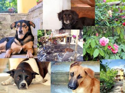 Gli animali sono i benvenuti