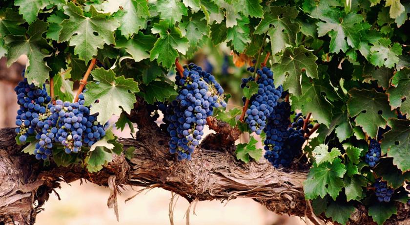 Agriturismo immerso nei vigneti in Umbria