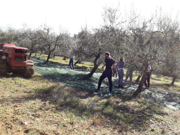 L'olio Buono Dei Nostri Uliveti