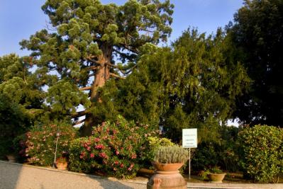 Alberi secolari del parco