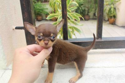 Ottima selezione di chihuahua a perugia