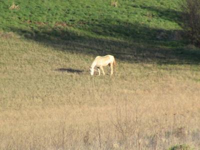 cavallo al pascolo