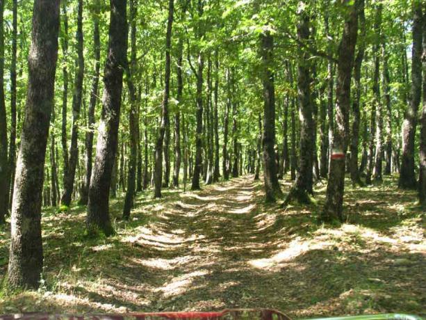 Escursioni nella Foresta Umbra dal B&B a Rodi