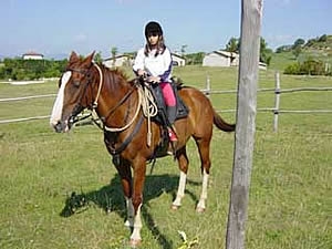 Horse accepted