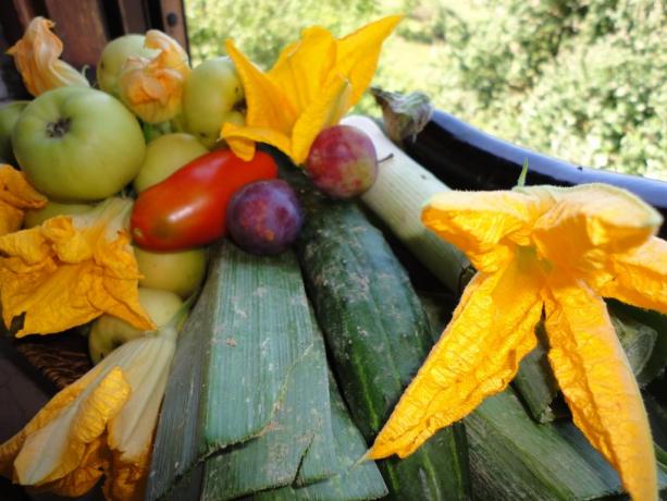 Ortaggi e frutta B&B Todi