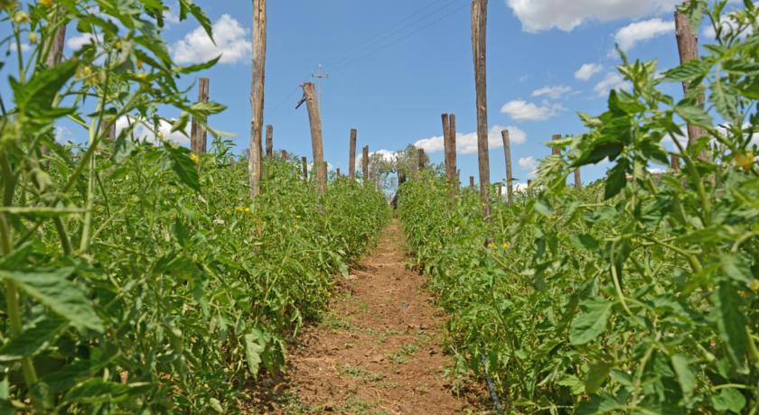 Agriturismo Rustico a Caltagirone prodotti Biologici
