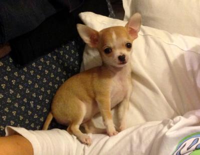 vendita chihuahua con garanzie umbria